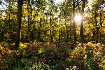 Forêt primitive au crépuscule sur ViaMapia