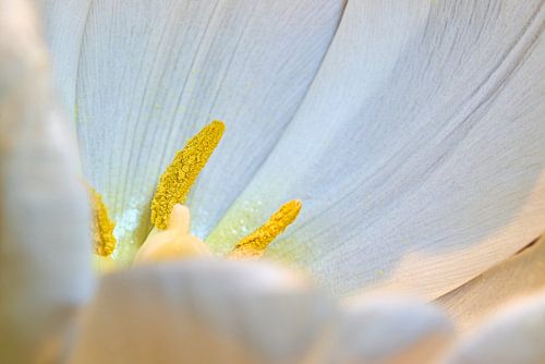 Stuifmeel op een witte tulp
