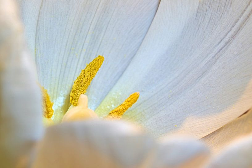 Pollen on a white tulip by Heiko Kueverling