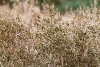 Heather
