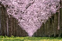 Printemps Beaux arbres en fleurs