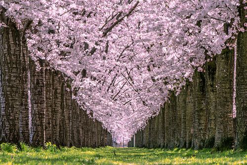 Spring Beautiful blossom trees
