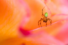 A glowing pumpkin spider is crawling along the edges of an English roseRose by Frederic Bauer