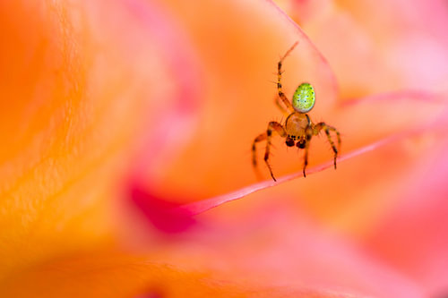 Une araignée-citrouille lumineuse court le long des pétales d'une rose anglaise. Rose