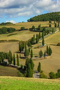 Allee mit Zypressen in der Toskana, Italien