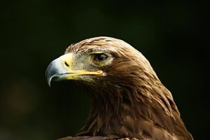 Steinadler