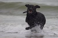 Labrador auf dem Meer