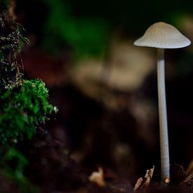 Een klein wit paddenstoeltje van Gerard de Zwaan