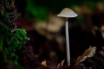 A small white toadstool