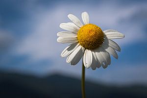 Margriet uit de Alpen