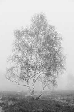 Große Birke im Nebel - schwarz und weiß von Ate de Vries