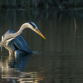 Grey heron (NL) by Paul van der Zwan