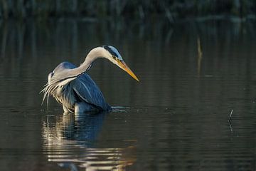 Grey heron (NL)