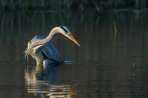 Blauwe reiger (NL) van Paul van der Zwan