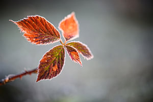 Rotes Brillantblatt