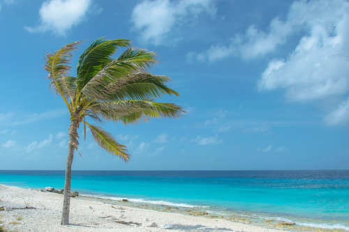 Palm tree on the beach by Caroline Drijber Guérain
