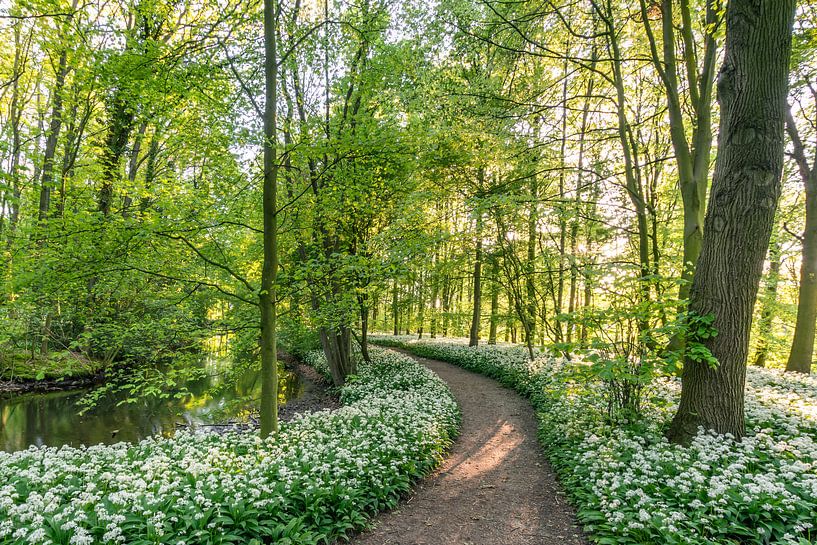 Daslook (Allium ursinum) van Carla Matthee