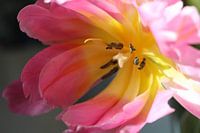 Flowering tulip #2
