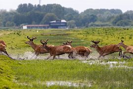 Through the water by Foto.Gisli