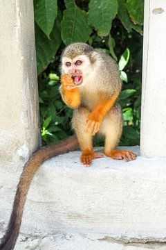 Kleurrijk tropisch wild - levende papegaaien, pauwen en apen in een weelderige jungle. van Miriam Schwarzfischer Fotografie