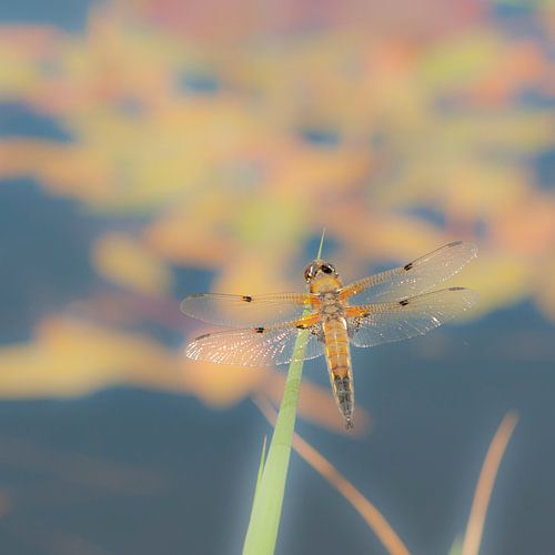 Libelle in Friesland