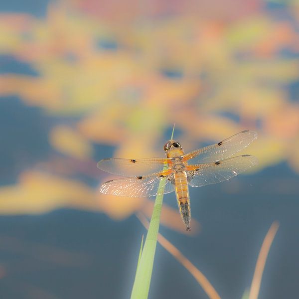 Libelle in Friesland von Jacintha Van beveren