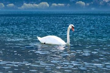 Lago di Como, Glans van de Liefde van Jacqueline Jellema