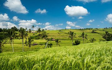 Rice plantation with palm trees by Karin vd Waal