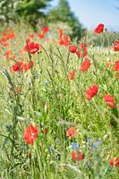 Klaproos met rode bloemblaadjes