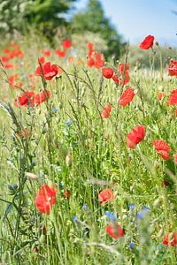 Mohnblume mit roten Blütenblätter