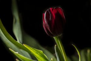 Tulp