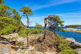Baltic Sea coast with rocks and trees on the island of Sladö in Sweden. by Rico Ködder