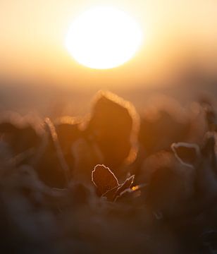 Sunrise in Frozen Silence: An Ode to Autumn by bart dirksen