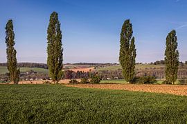 Poplars @ Eyserhalte by Rob Boon