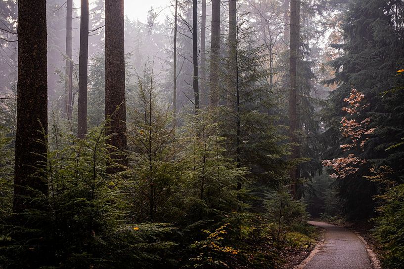 Speulderbos 2023 - 9 von Nuance Beeld