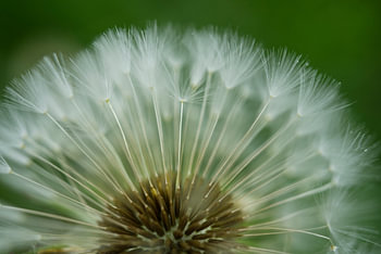 Puffball ventilator