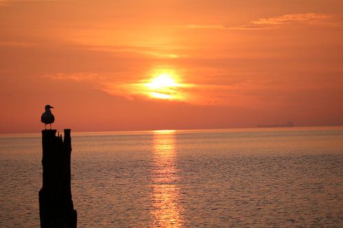 Sunrise Seagull