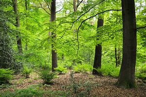 Au milieu de la forêt