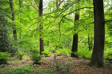 Midden in het bos van Corinne Welp