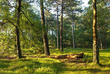 Zonsopkomst Dwingelderveld (Drenthe) van Marcel Kerdijk