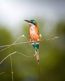 Carmine Bee-eater by Tom Zwerver