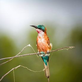 Guêpier carmin sur Tom Zwerver