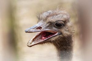 Struisvogel van Rob Boon