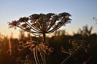 Gouden bloem van Linda Slingerland thumbnail