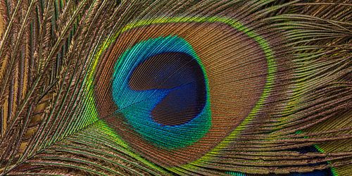 Moss green, blue and brown: Panorama of a peacock feather by Marjolijn van den Berg
