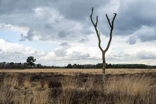 Réserve naturelle de Regte Heide