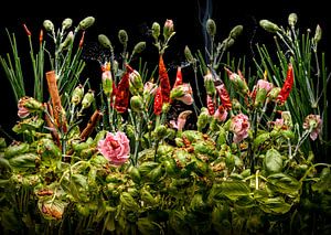 Dianthus aromaticus