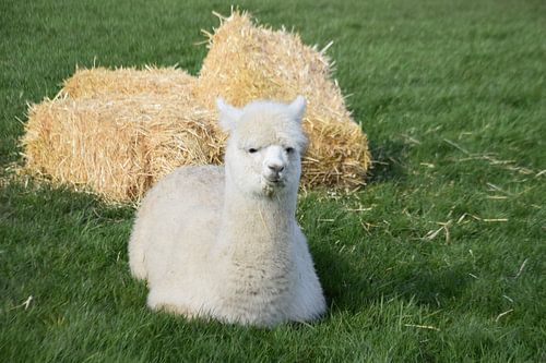 Alpaca