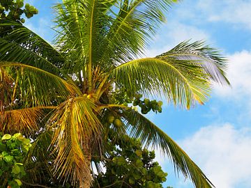 Under the coconut palm by Joost Doude van Troostwijk