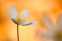 Anemone Delight